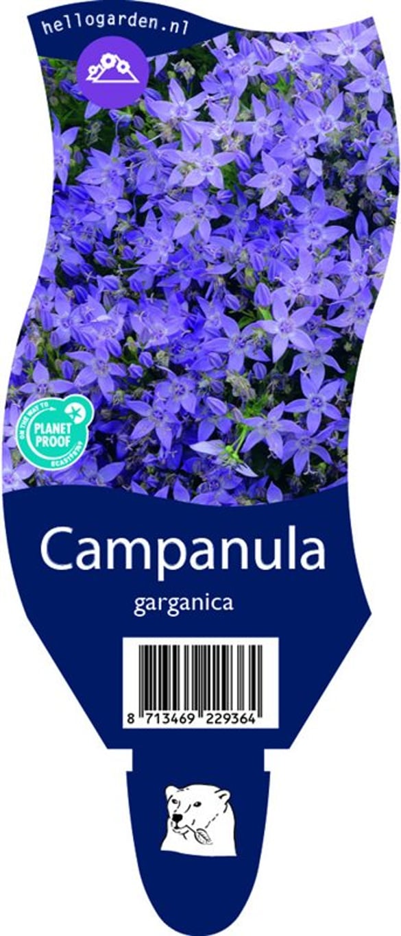 Campanula garganica - P11